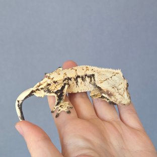 드리피 화이트스팟 화이트포트홀 블랙 화이트 트라이