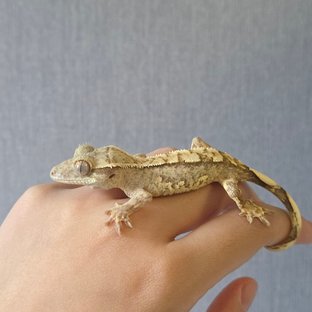 옐로우 크림시클