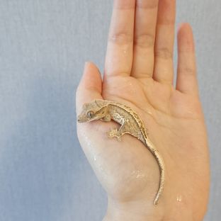 화이트월 옐로우
