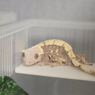 난정