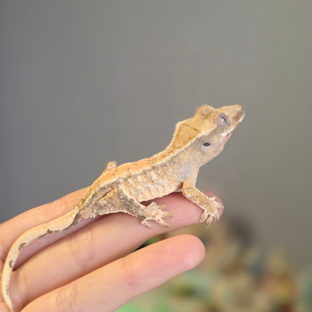 드리피 화이트스팟 트라이