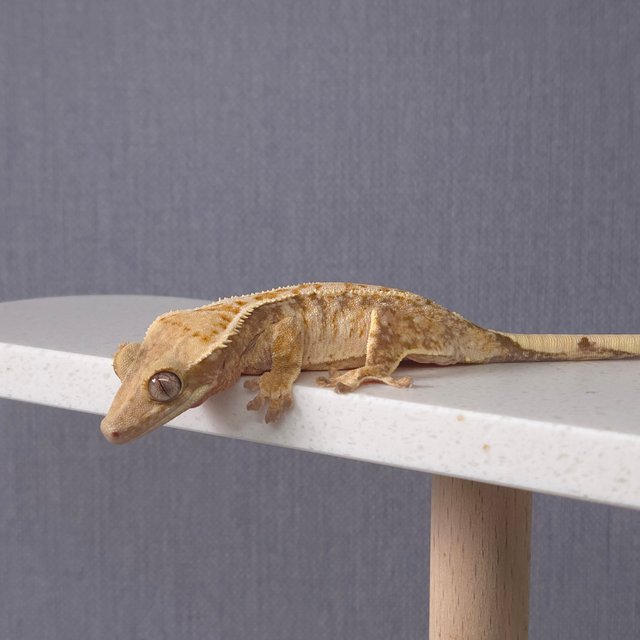 노멀 드리피 화이트스팟 화이트포트홀 트라이