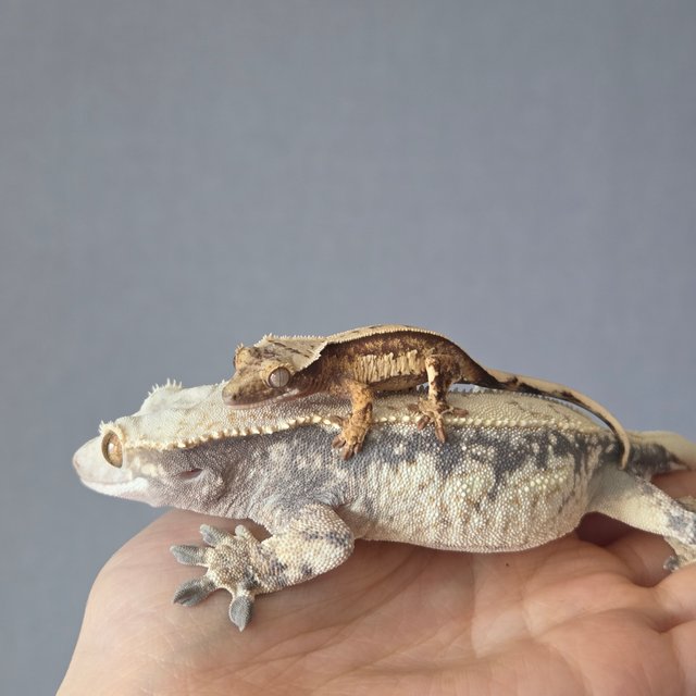 드리피 화이트스팟 쿼드 화이트