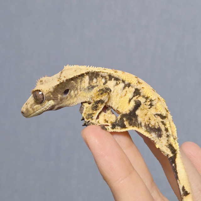 노멀 드리피 화이트스팟 화이트포트홀 트라이 블랙