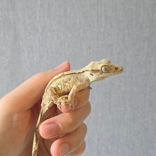 옐로우 크림시클