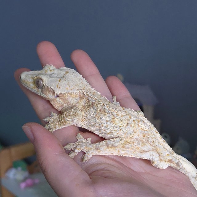 노멀 드리피 화이트스팟 화이트포트홀 트라이