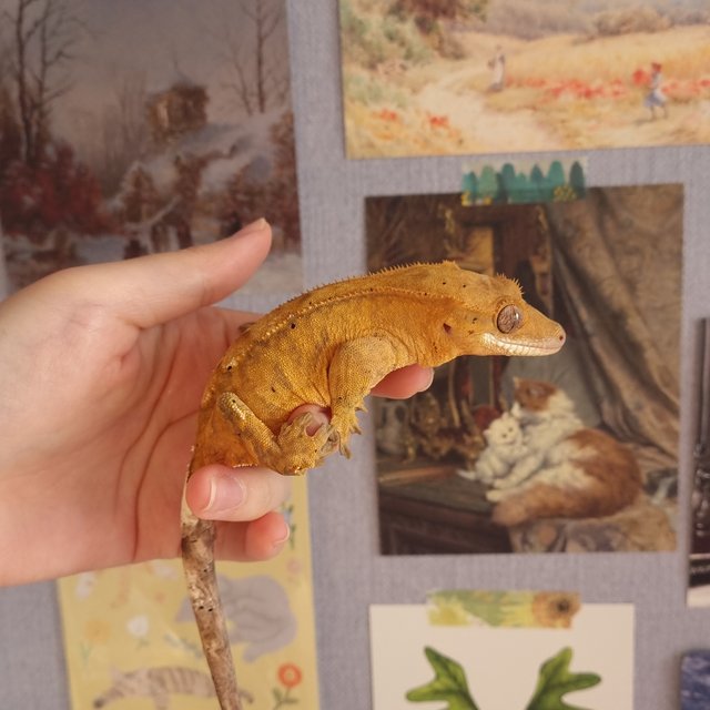 카푸치노 크림시클 크림 달마시안