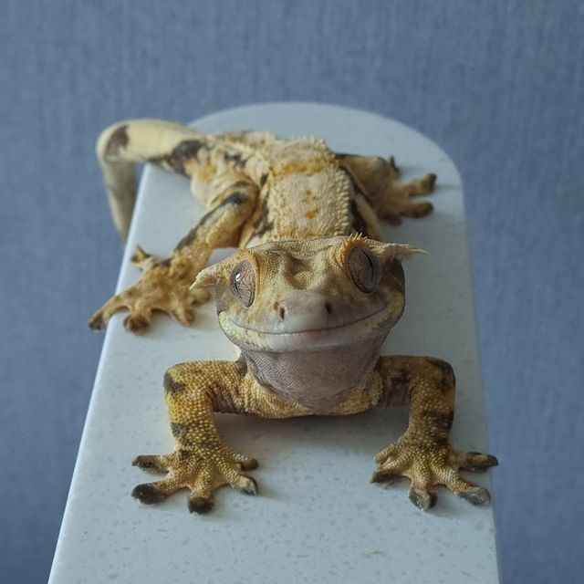 노멀 드리피 화이트스팟 트라이