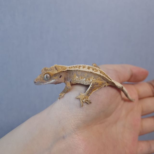 트라이