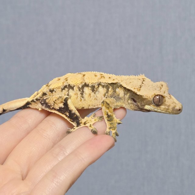 노멀 드리피 화이트스팟 화이트포트홀 트라이 블랙