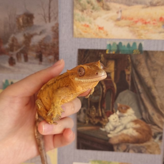 카푸치노 크림시클 크림 달마시안