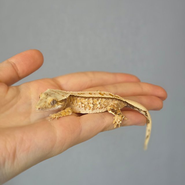 노멀 드리피 화이트스팟 트라이