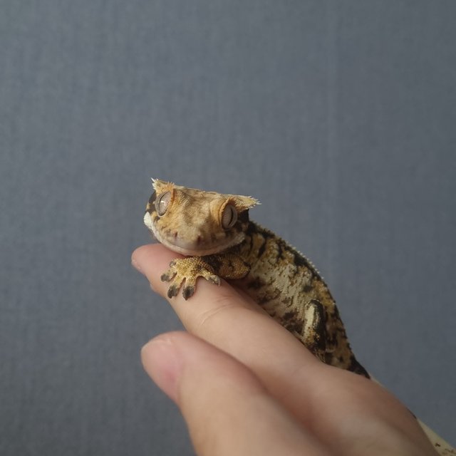 노멀 트라이 드리피 화이트스팟 화이트포트홀 텐저린