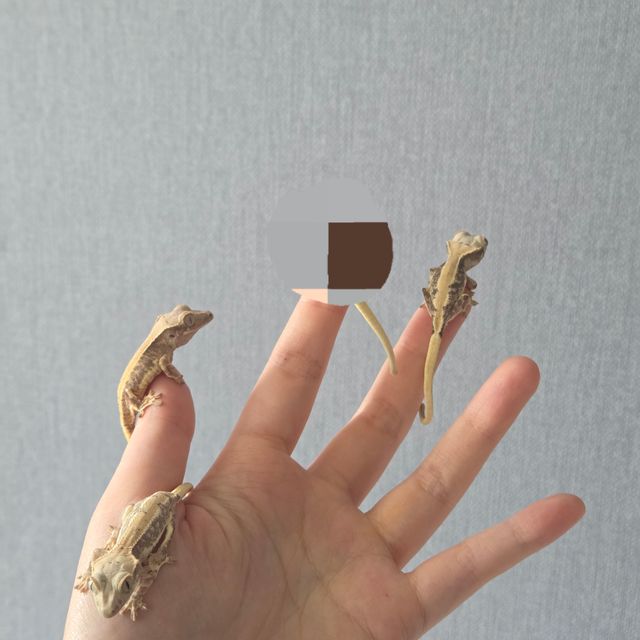 릴리화이트