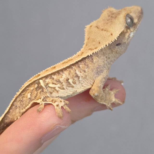 노멀 트라이 드리피 화이트스팟 화이트포트홀 익스트림할리퀸