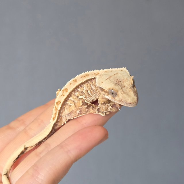 노멀 트라이 드리피 화이트스팟 화이트포트홀