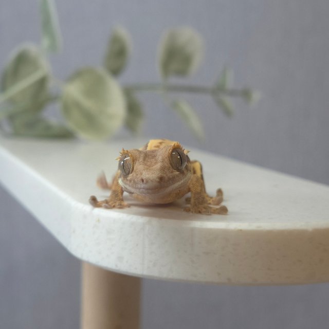 노멀 트라이 풀핀 핀스트라이프