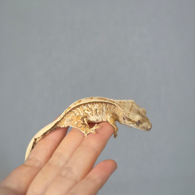 노멀 드리피 화이트스팟 트라이