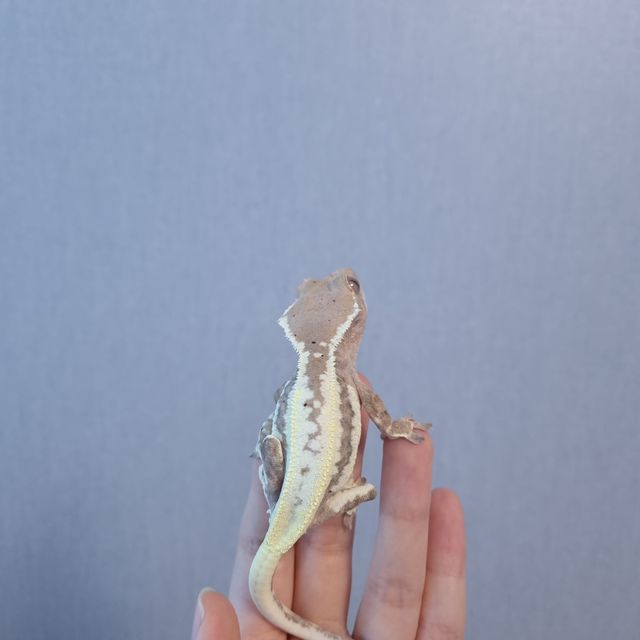 프라푸치노