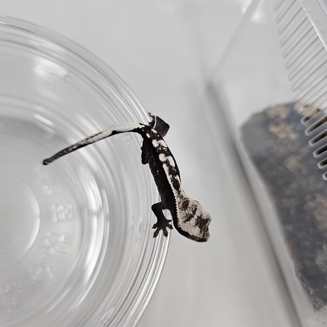 아잔틱