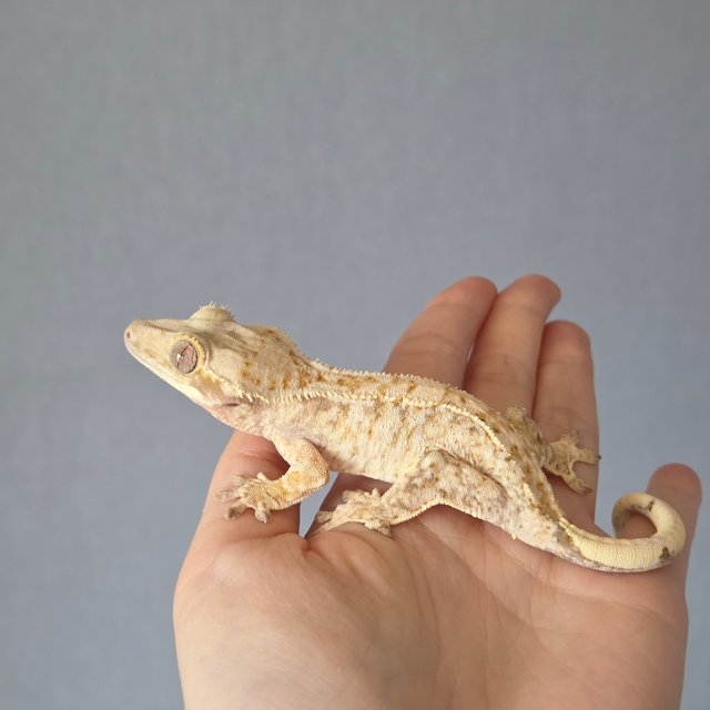 트라이 드리피 화이트스팟 화이트포트홀