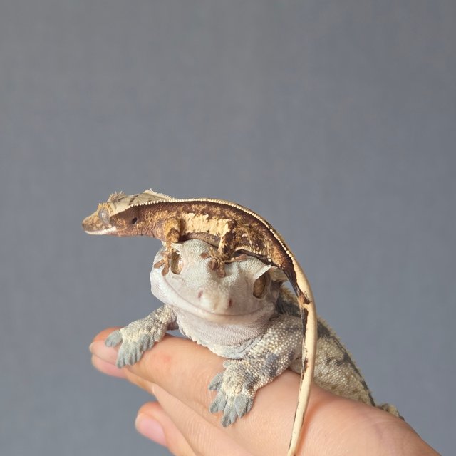 드리피 화이트스팟 쿼드 화이트