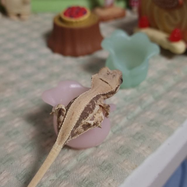 릴리화이트 솔리드백