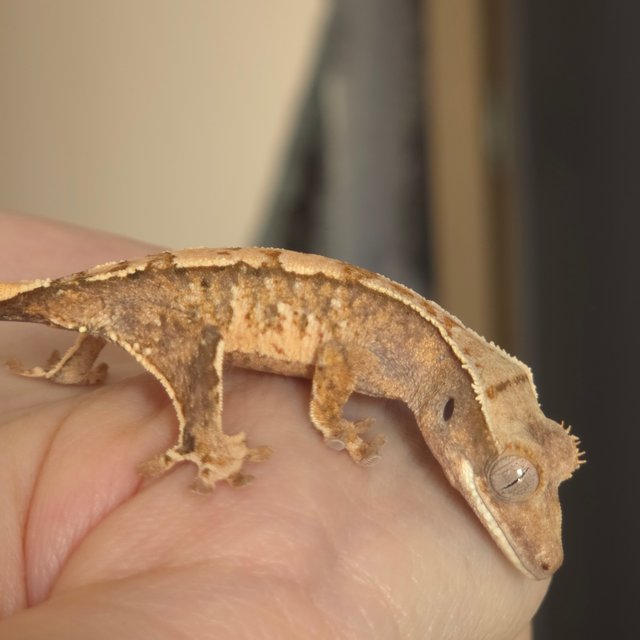 노멀 트라이 익스트림할리퀸 화이트스팟 화이트포트홀 화이트핀