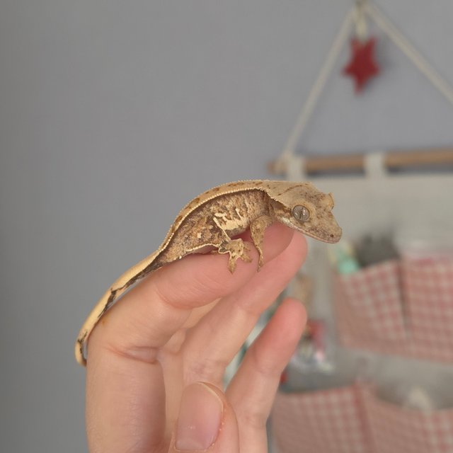 노멀 트라이 드리피 화이트스팟 화이트포트홀 익스트림할리퀸