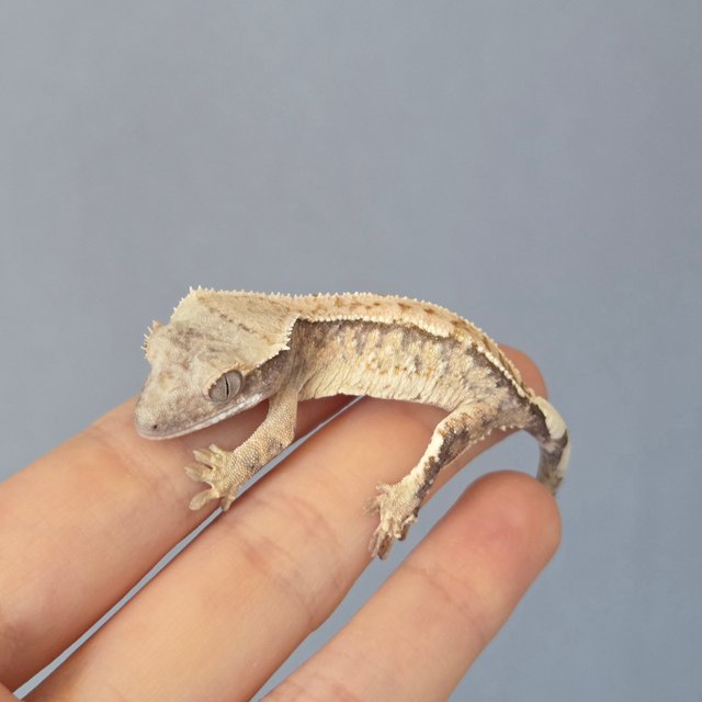 드리피 화이트스팟 트라이