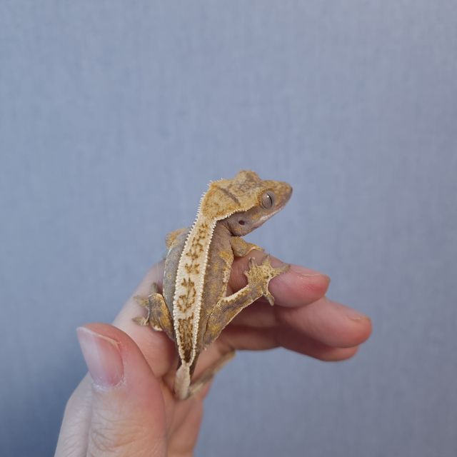 트라이