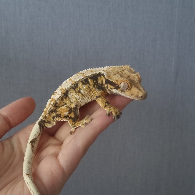 노멀 트라이 드리피 화이트스팟 화이트포트홀 텐저린