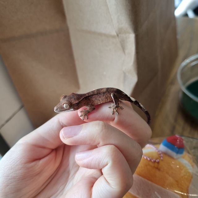카푸치노