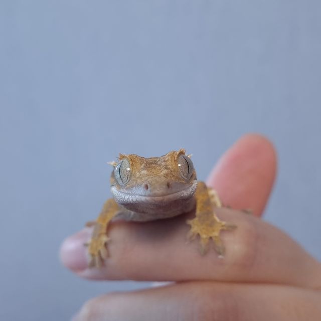 트라이
