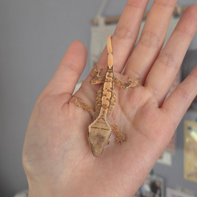 노멀 트라이 익스트림할리퀸 화이트스팟 화이트포트홀 화이트핀