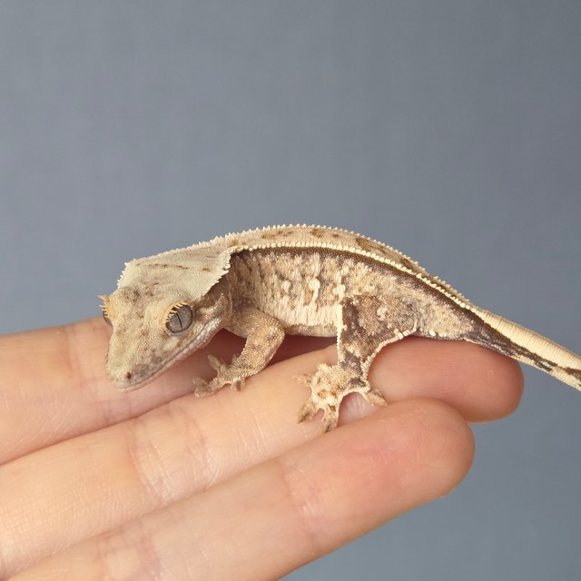 노멀 트라이 드리피 화이트스팟 화이트포트홀