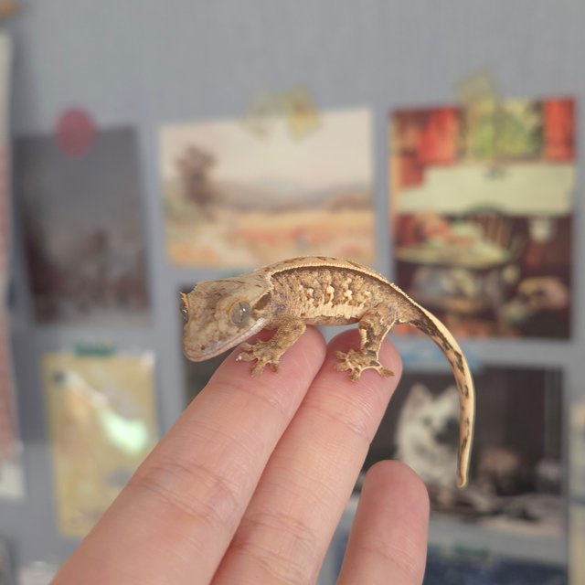 노멀 트라이 드리피 화이트스팟 화이트포트홀 익스트림할리퀸