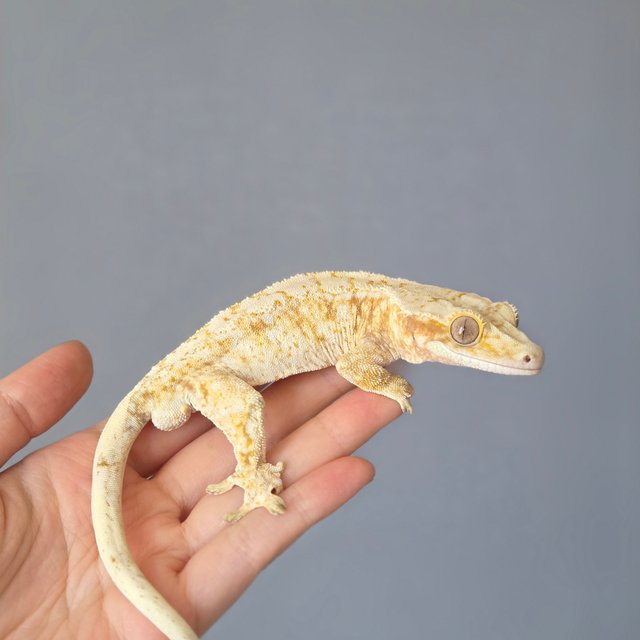 드리피 화이트스팟 트라이