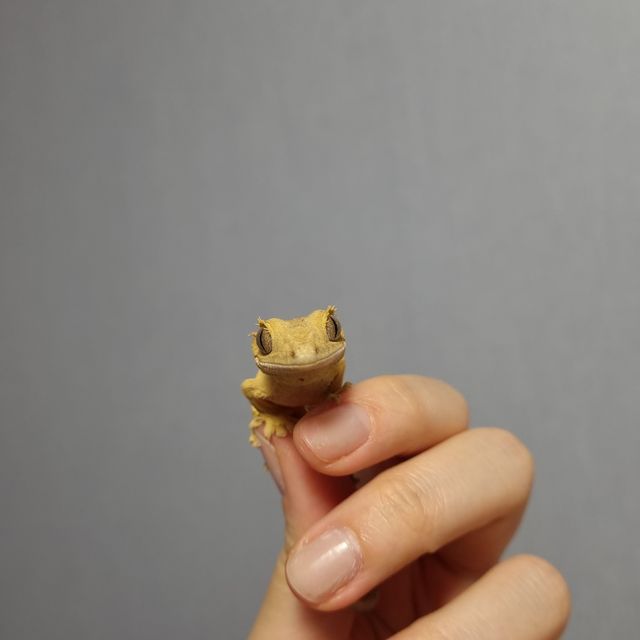 크림 옐로우 달마시안