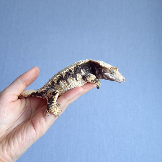 블랙 화이트 트라이
