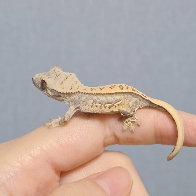 노멀 풀핀 쿼드 핀스트라이프 트라이