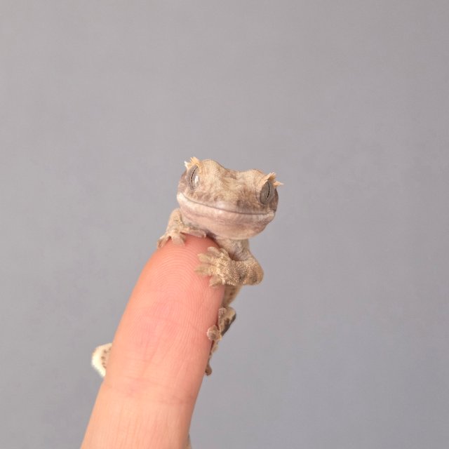 드리피 화이트스팟 트라이