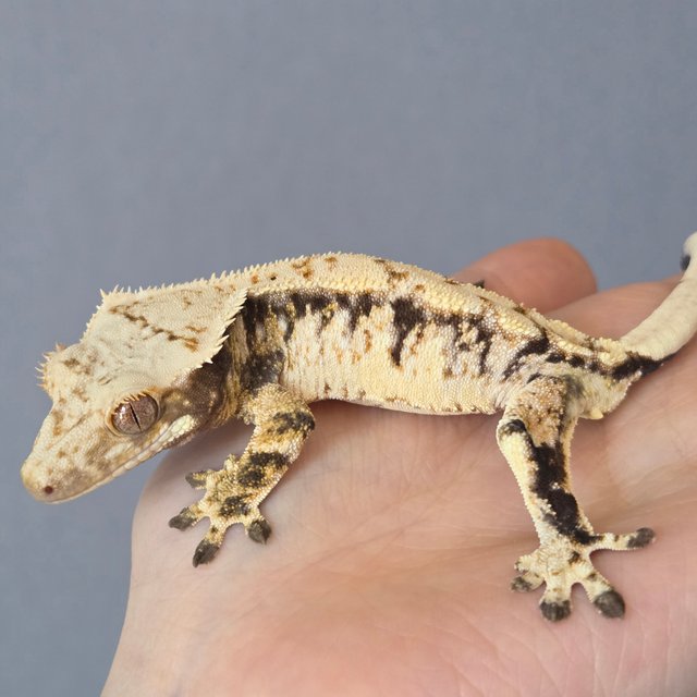 드리피 화이트스팟 화이트포트홀 블랙 화이트 트라이