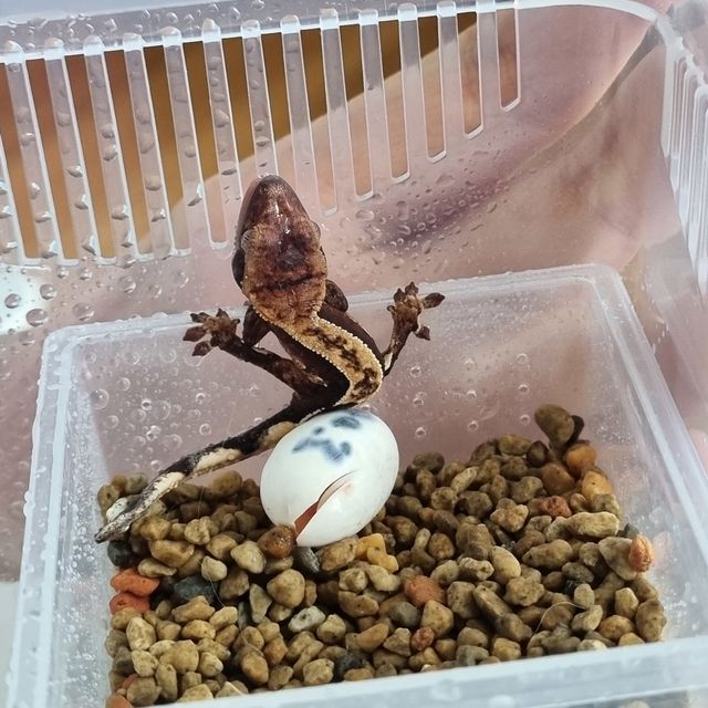 쿼드