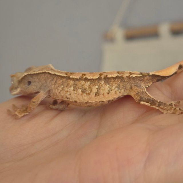 노멀 트라이 익스트림할리퀸 화이트스팟 화이트포트홀 화이트핀