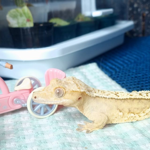 옐로우 크림