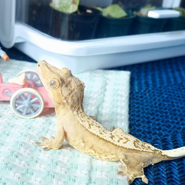 옐로우 크림