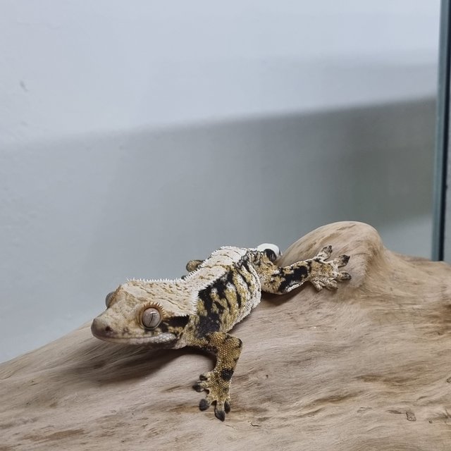 노멀 트라이 드리피 화이트스팟 화이트포트홀 텐저린