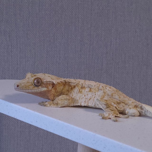 노멀 드리피 화이트스팟 화이트포트홀 트라이