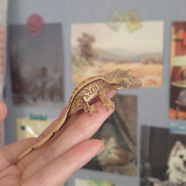 노멀 트라이 드리피 화이트스팟 화이트포트홀 익스트림할리퀸